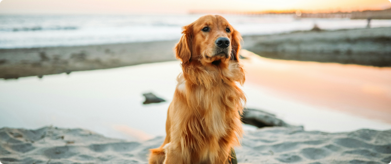 Positives and negatives of keeping a dog as a pet