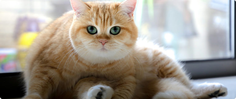 Thinking creatively: pet fears and stereotypes