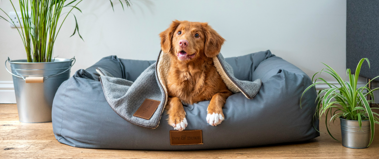 Senior Pets: How Much To Feed Your Pet