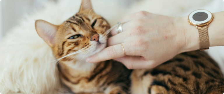 A recipe for dog biscuits suitable for the holidays