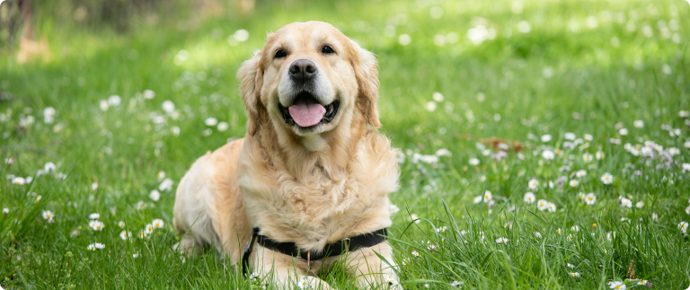 Top 5 new year’s resolutions for pets and pet parents