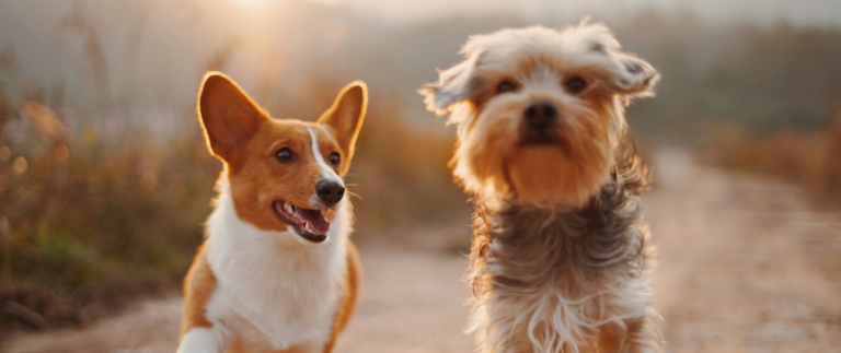 Common Pet Health Issues and How to Prevent Them.