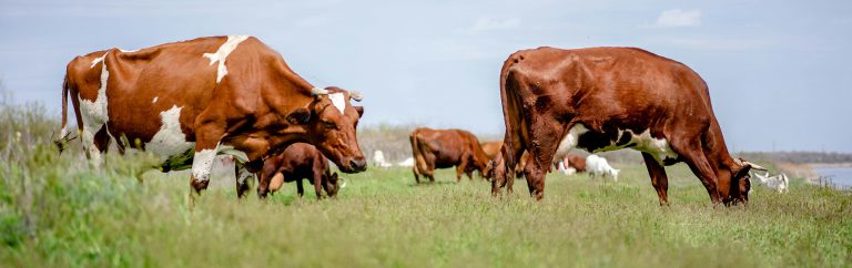 machine workWorking in dairy farming nowmachine
