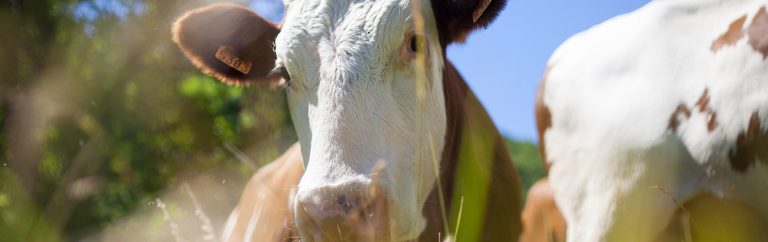 Care, nurture, essentials today