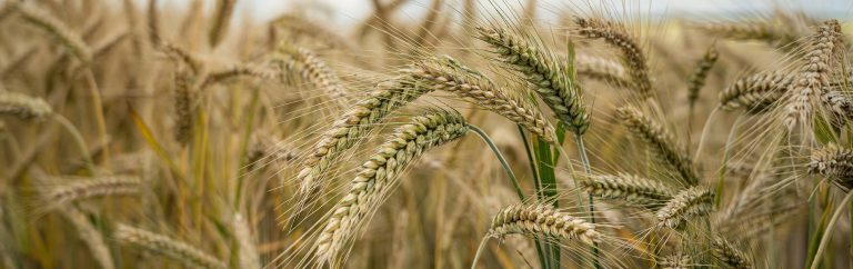 Grow with your nurturing plant