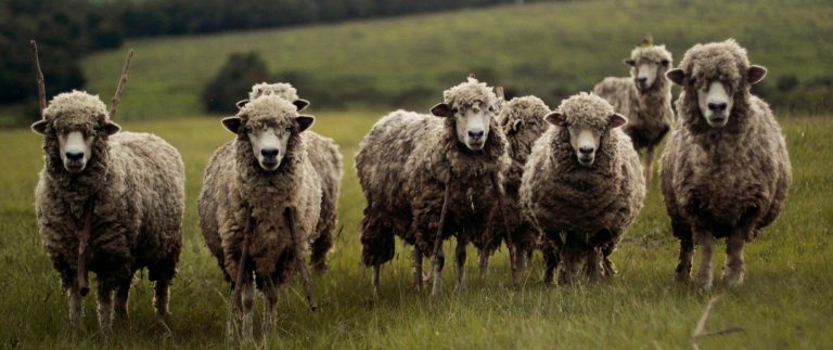 Working in dairy farming now