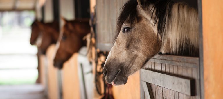 Horse Racing Skills That you Definitely Miss