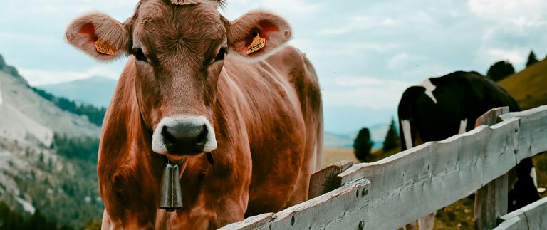 Dairy calves benefit from higher-protein starter feed