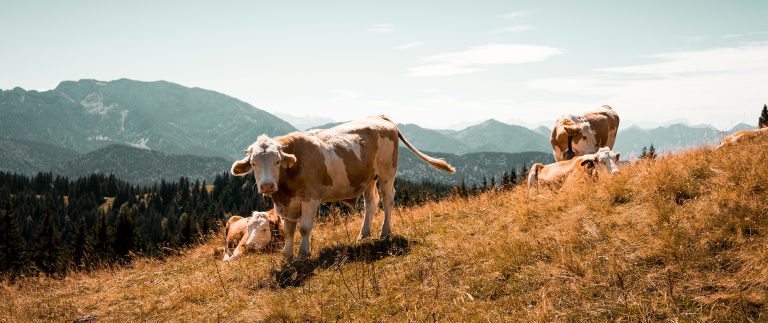 Agriculture Miracle you Don’t Know About