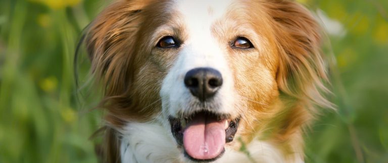 Interesting Facts To Know Before Caring Pet