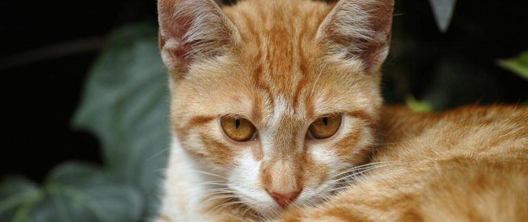 Best Medicine For Your Pamper Pet’s Ticks