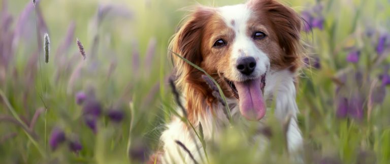 The Benefits Of Regular Checkup For Your Dog