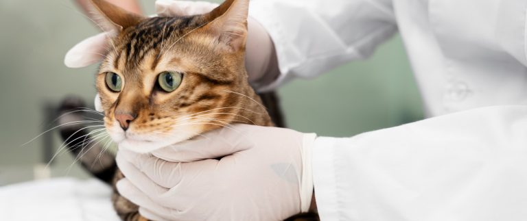 Creating A Stimulating Environment For Indoor Pets